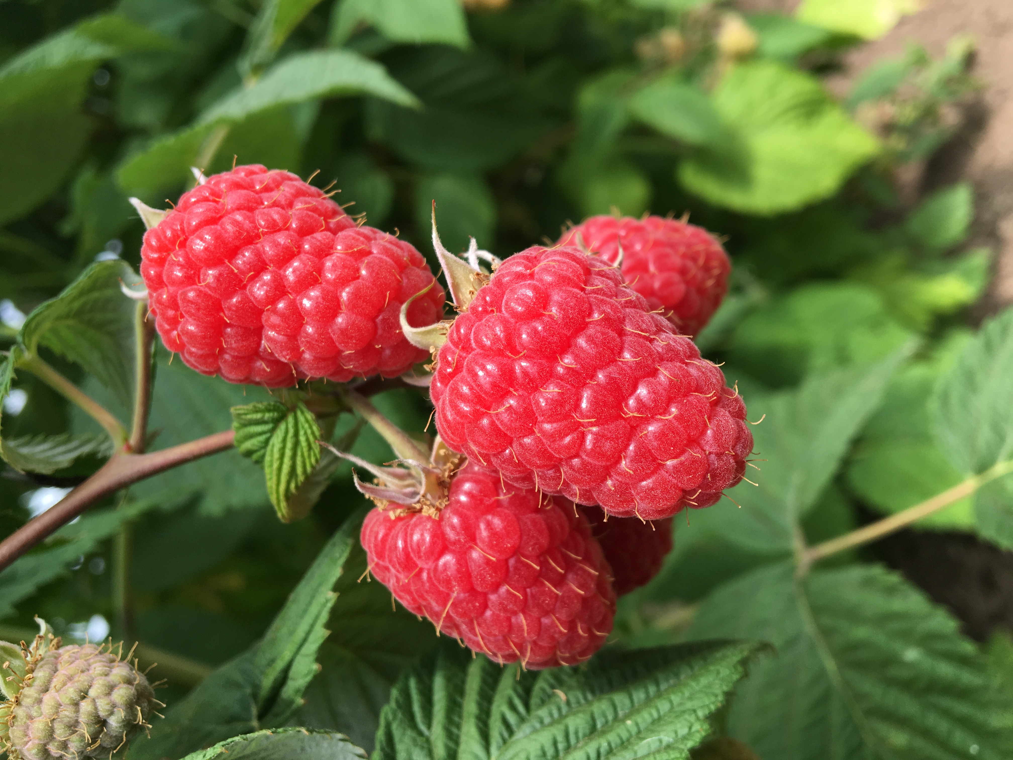 a group of raspberries on a bush