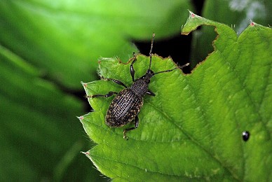 Why you should worry about vine weevil –