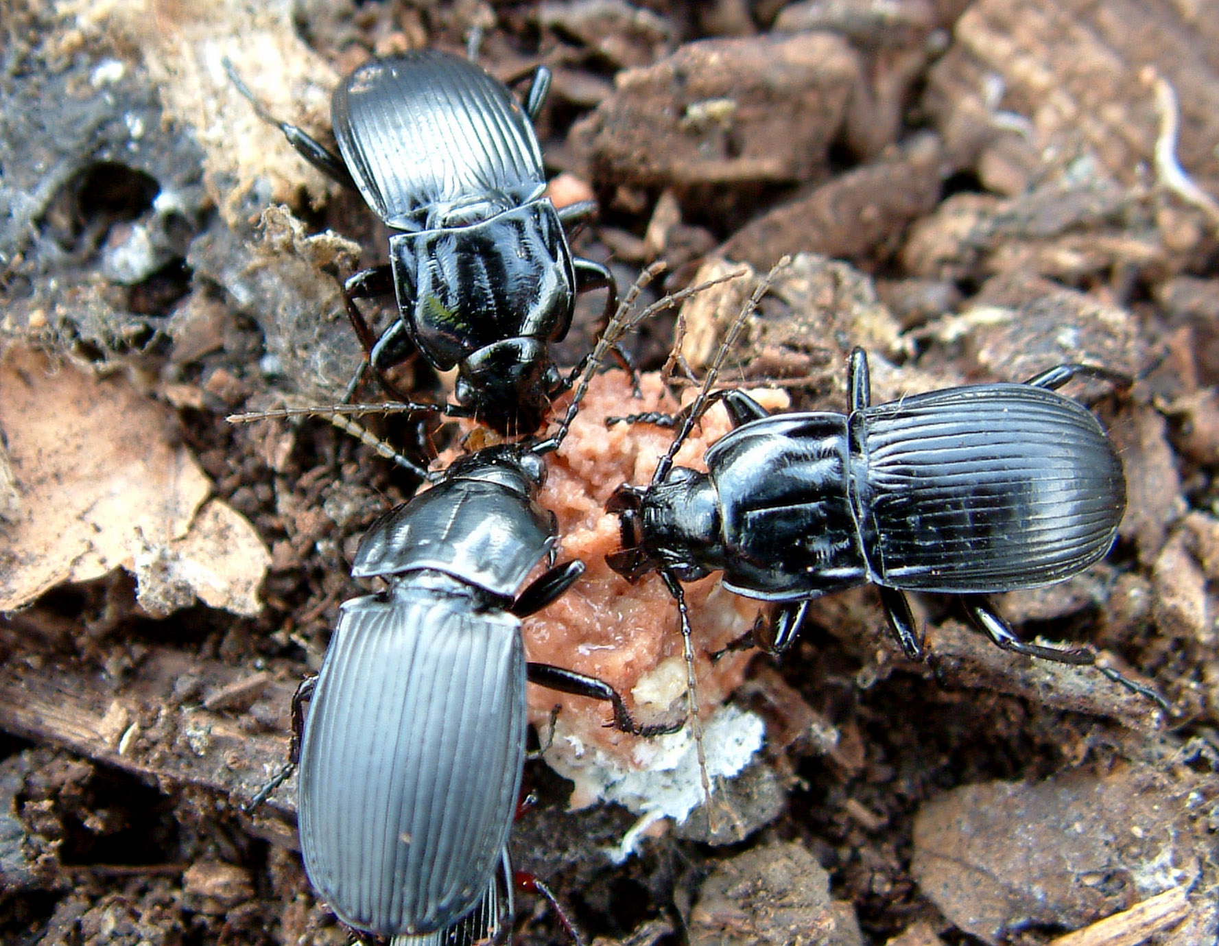 Vine weevil in soft fruit: Biological control – fungi and natural ...