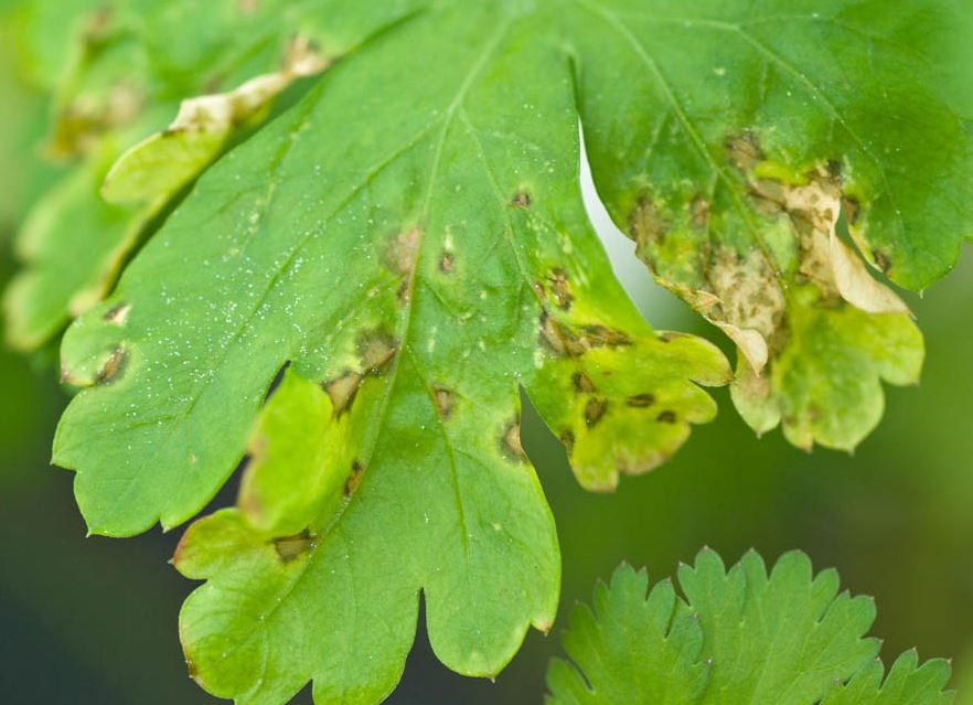 Symptoms on parsley leaves caused by Pseudomonas syringae pv. coriandricola