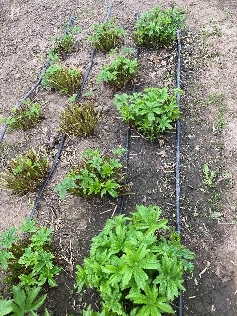 Astrantia crop showing crop two weeks after cutting back flowering stems