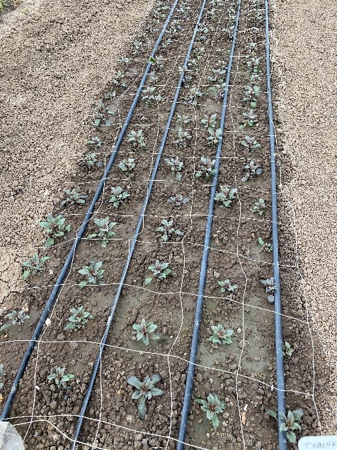 Trachelium trial two weeks after planting