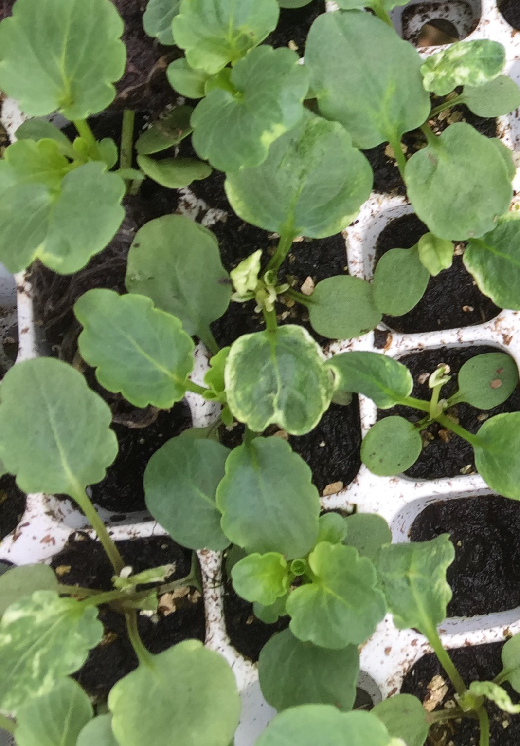 a close-up of a plant