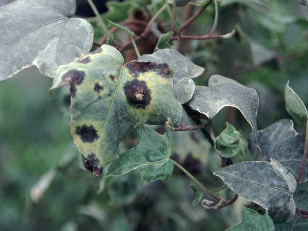 Ivy leaf with black spots