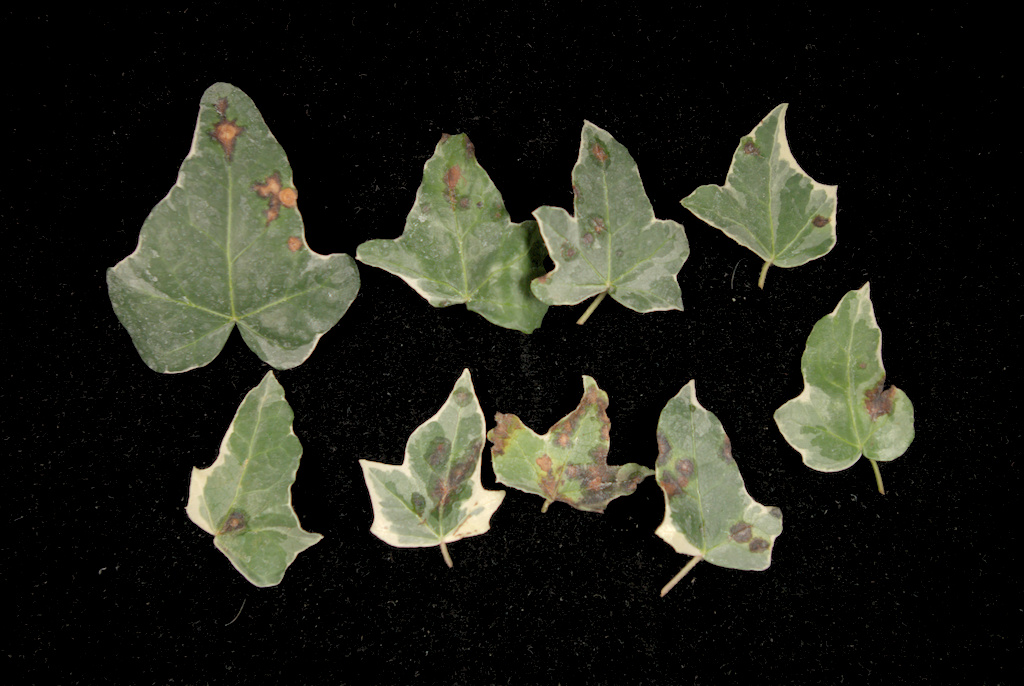 Leaves from ivy liner plants with bacterial leaf spot caused  by Xanthomonas hortorum pv. hederae.