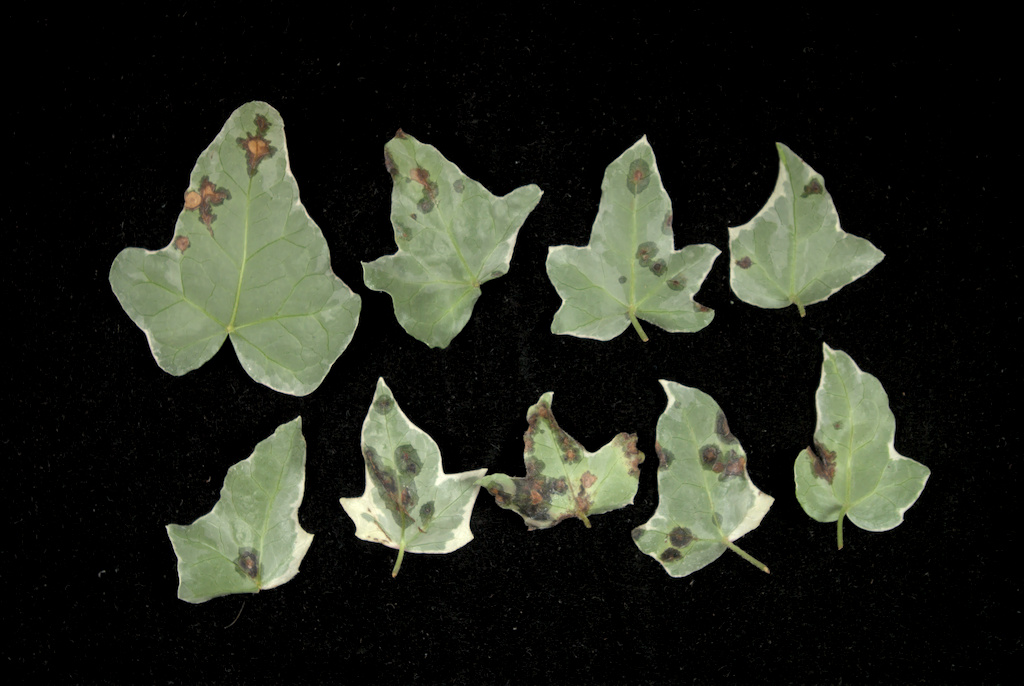 Leaves from ivy liner plants with bacterial leaf spot caused  by Xanthomonas hortorum pv. hederae. 