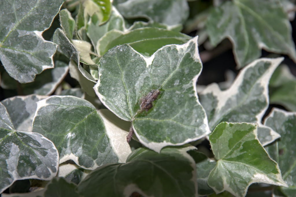 Leaf spots on ivy leaf caused by Xanthomonas hortorum pv. hederae are not always easy to see