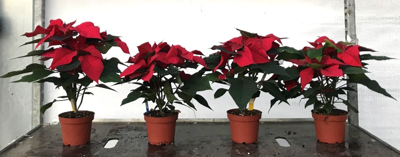 New plant growth regulators for use on poinsettia | AHDB