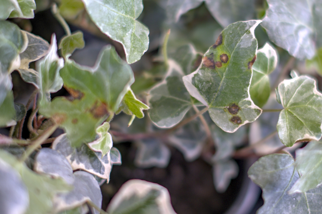 Typical bacterial leaf spots on ivy caused by Xanthomonas hortorum pv. hederae