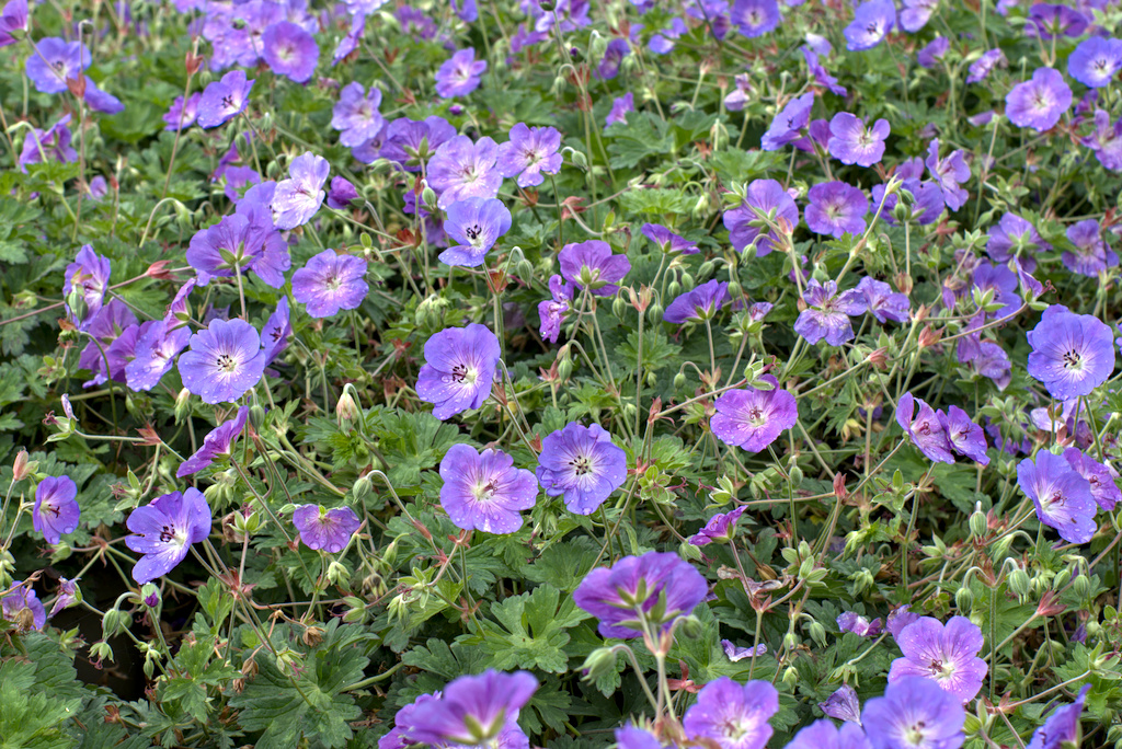 Flowering, purple geranium