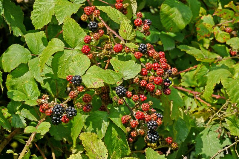 a bush with berries on it