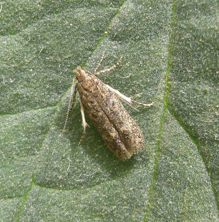 Biological features of the leafminers, Tuta absoluta and Liriomyza spp ...