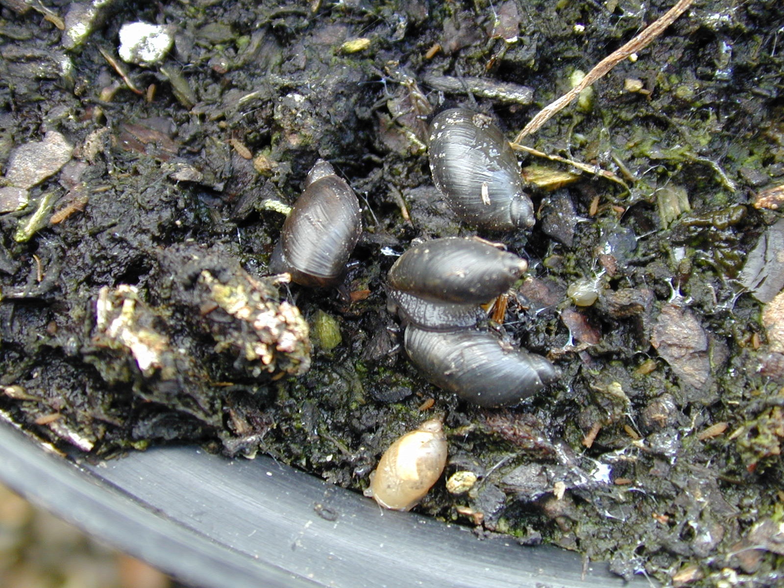 Integrated control of slugs and snails on hardy nursery stock | AHDB