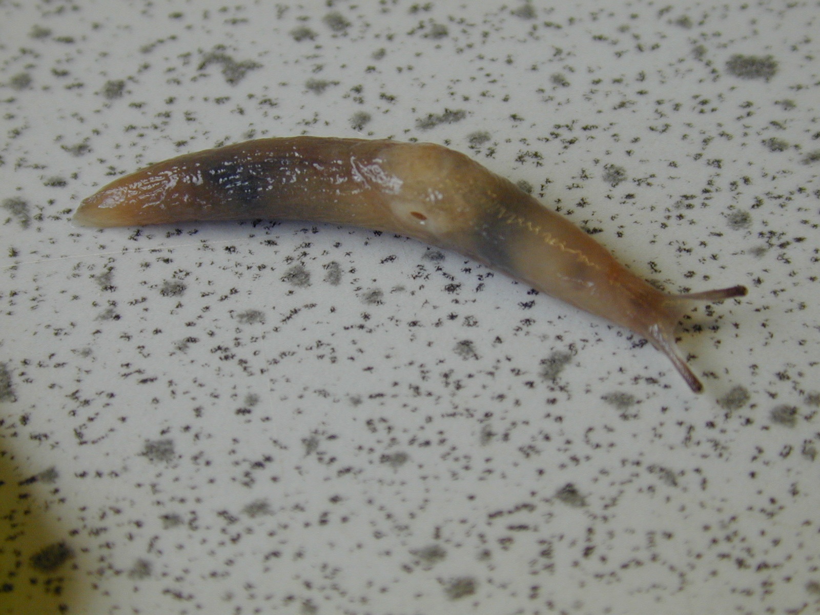 Recognising the main species of slug and snail damaging hardy nursery ...