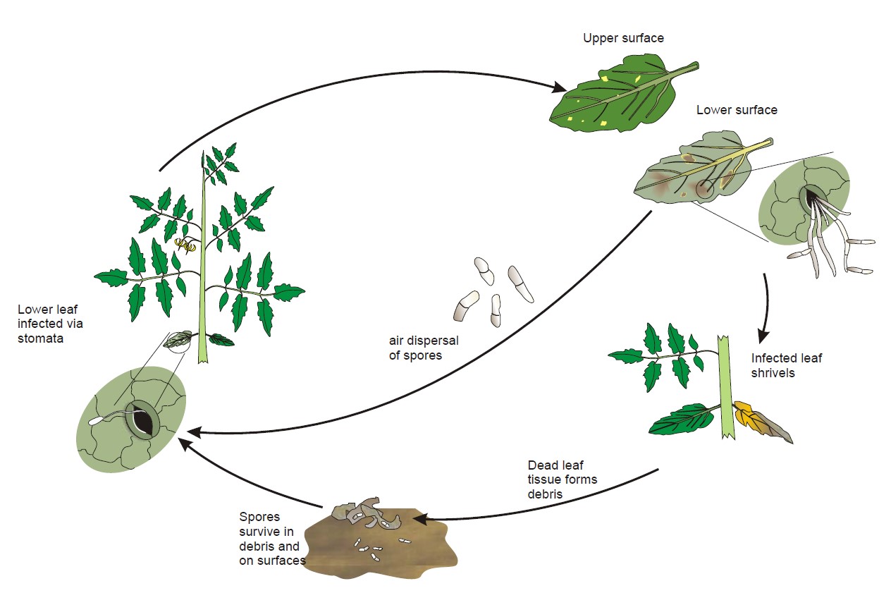 Cause, symptoms and spread of tomato leaf mould | AHDB