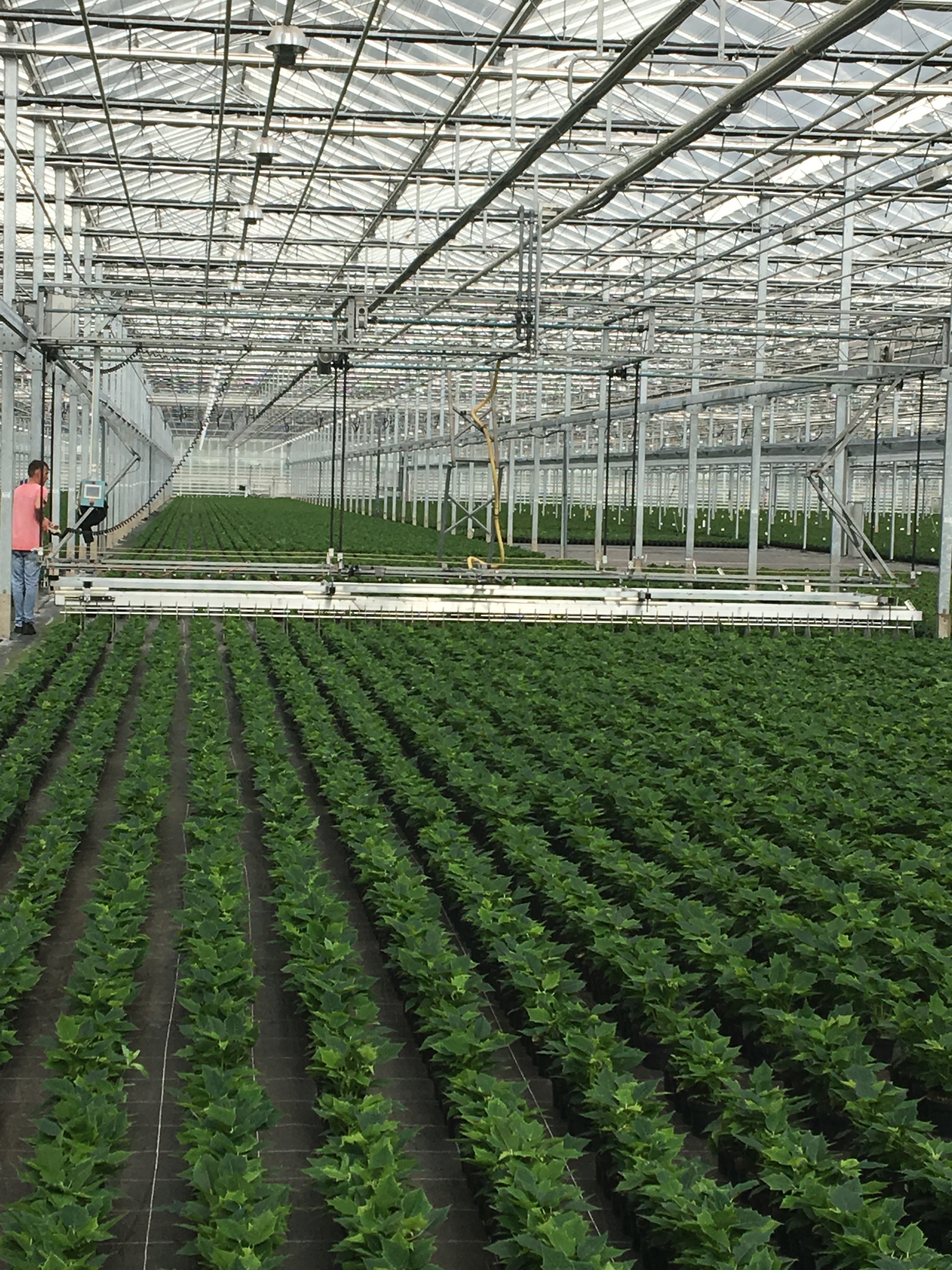 a large greenhouse with rows of plants