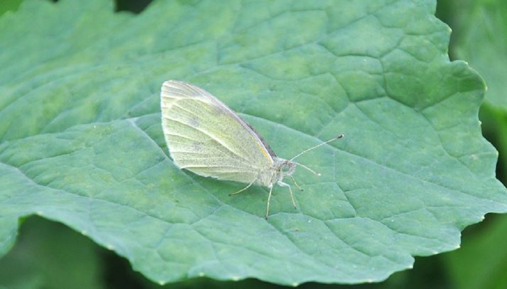 Cabbage White Butterfly: Identification, Facts, & Pictures