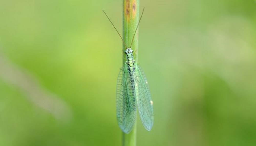 How to encourage natural enemies of field crop pests | AHDB