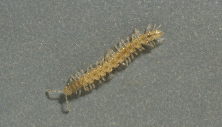 Management of the soil pest complex: millipedes, springtails and symphylids  | AHDB