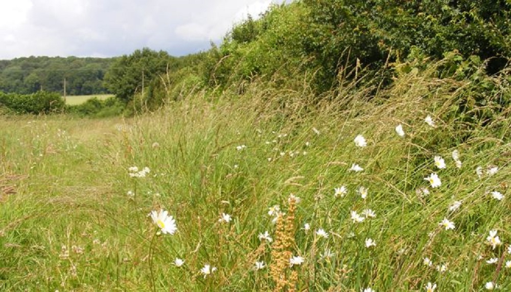 How to encourage natural enemies of field crop pests | AHDB