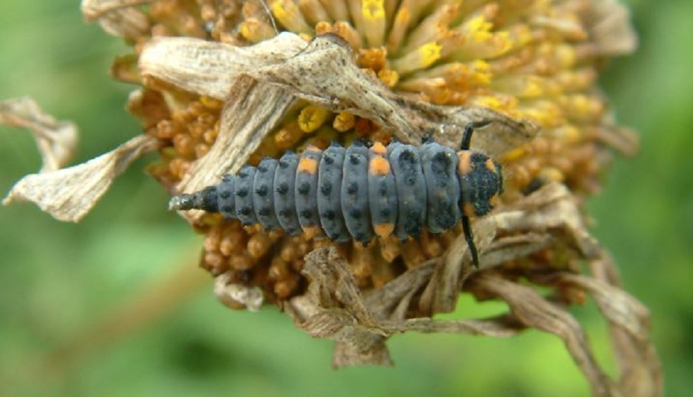 How to encourage natural enemies of field crop pests | AHDB