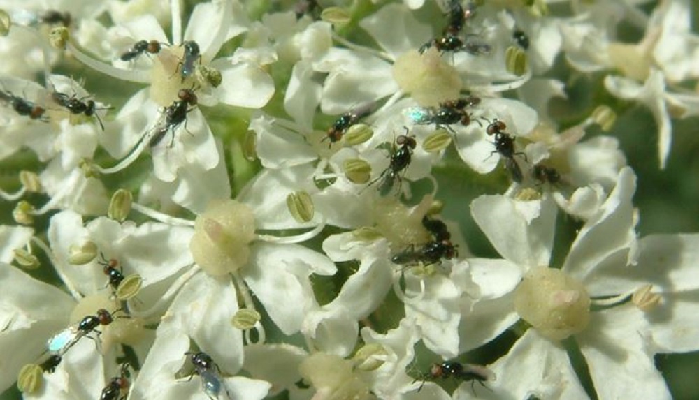 How to encourage natural enemies of field crop pests | AHDB