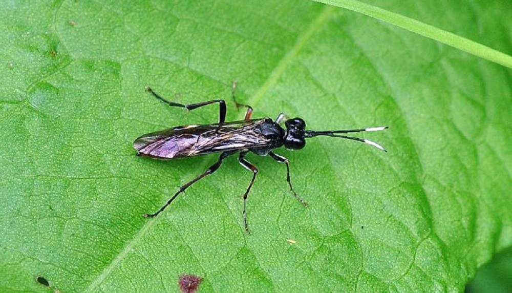 How to encourage natural enemies of field crop pests | AHDB