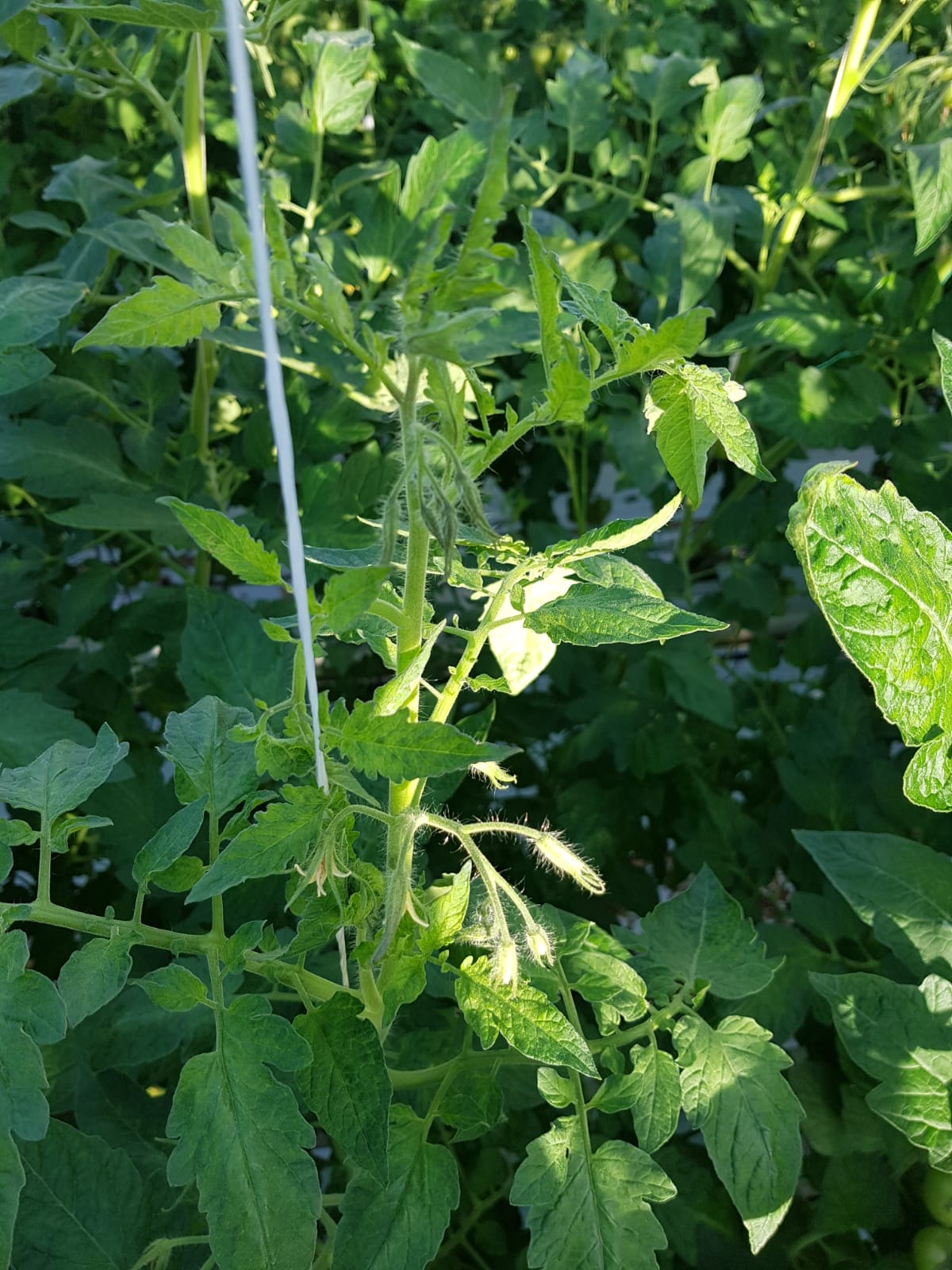 Symptoms of tomato brown rugose fruit virus - gallery | AHDB