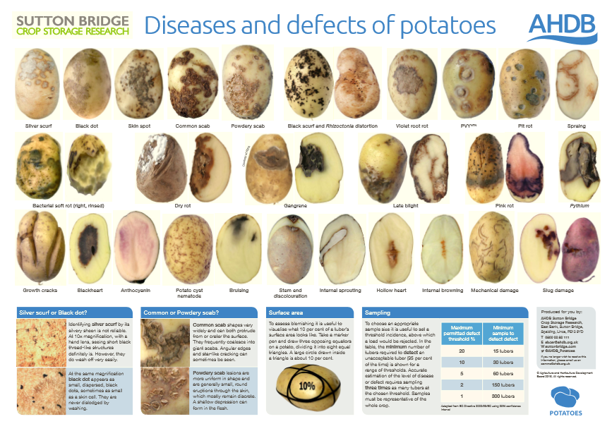 Болезни картофеля описание с фотографиями и способы