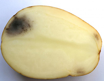 Potato Defect Identification | AHDB