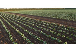 Varieties of brassica