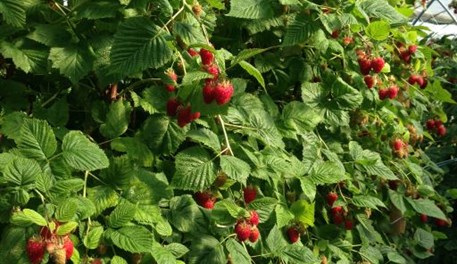 Raspberry variety trials- summer and primocane fruiting selections at ...