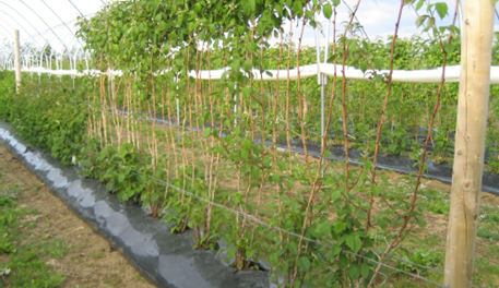 A Review Of Dormancy And Chilling Requirements In Raspberries – DFLASJ