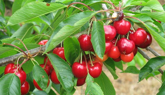 Managing spider mites on cherry | AHDB