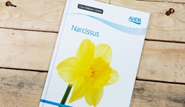 Narcissus Crop Walkers’ Guide