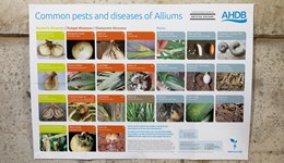 Common pests and diseases of alliums poster