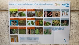 Common pests and diseases of carrots and parsnips