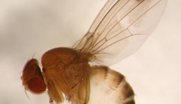 Spotted Wing Drosophila (SWD)