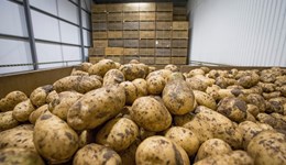 Potato nitrogen groups 