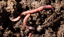 Soil structure and earthworms masterclass