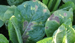 SCEPTREplus: Disease 