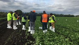 SCEPTREplus: Celery and Herbicide trial summary 