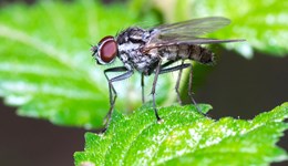 Control of Bean seed fly is key priority for grower led trials