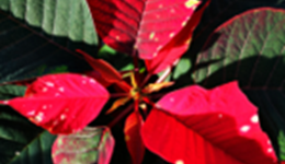 Commercial assessment of new non-red poinsettia varieties