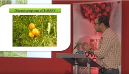 What do we know about tomato brown rugose fruit virus? 