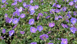 Bacterial leaf spot of hardy geranium