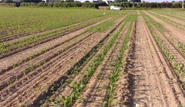 SCEPTREplus: Sweetcorn