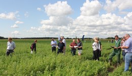 Strategic Centre for Field Vegetables - Carrots