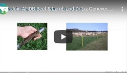 Getting the most out of your permanent pasture