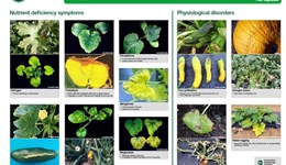 Outdoor Cucurbits: Nutrient Deficiencies & Physiological Disorders
